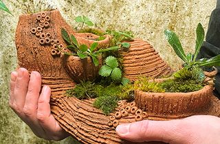 Mission Mini-Wildnis - Baue deine eigene Pflanzeninsel!