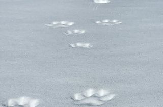 Auf Tierspurensuche im Naturpark Diemtigtal mit kulinarischem Ausklang