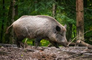 Wildschwein-Safari Wildschwein-Safari