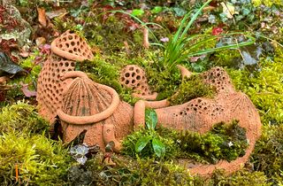 Mission Mini-Wildnis - Baue deine eigene Pflanzeninsel!