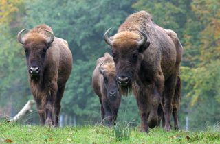 Wisent-Safari Wisent-Safari